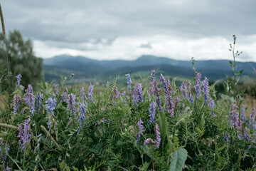 Tall colorful wild flowers in front of mountain range outlook in Banff National Park Canada