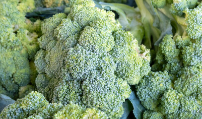 New harvest fresh broccoli at city farmers market for sale