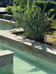 Summer plants and vegetables