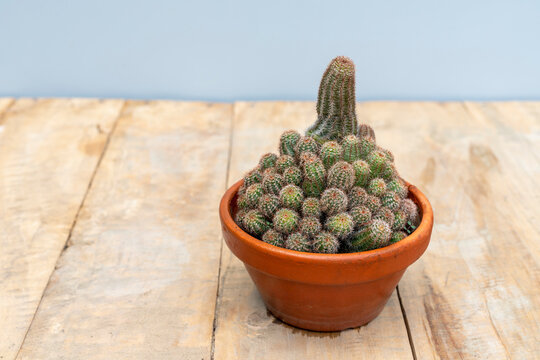 Echinocereus pectinatus beautiful cactus in a clay pot