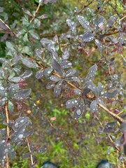 Summer plants and vegetables