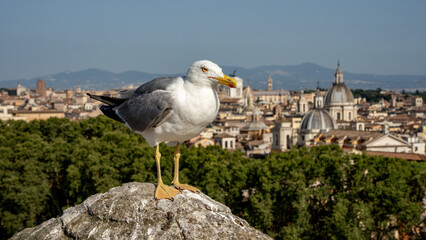 A close-up of a seagull standing on a carved post with a view of the city of Rome in the background. 