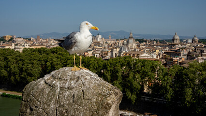 A panoramic view of the city of Rome with a seagull standing on a carved pedestal in the foreground. 