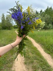 Summer plants and vegetables