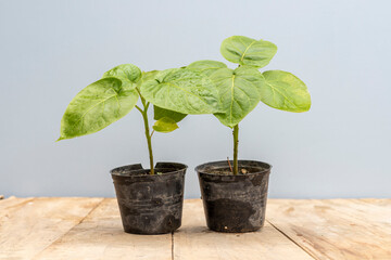 Tamarillo tree tomato seedlings closeup