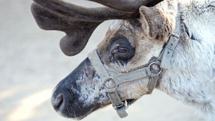 Calm deer with big antlers and halter on muzzle in zoo. Wild animal tracking in zoological garden. Family of artiodactyl mammals concept