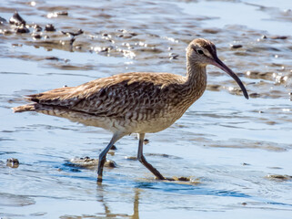 Whimbrel Shorebird in Queensland Australia