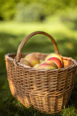 Fototapeta na wymiar Picked ripe apples in a wicker basket on the grass on sunny summer day in the fruit garden.