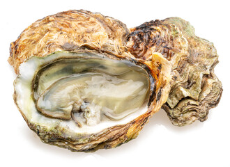 Raw oysters isolated on white background.