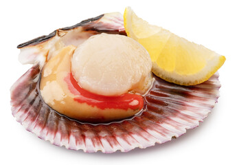Edible raw opened scallop with lemon slice on white background. Delicacy food. File contains clipping path. © Екатерина Иванова