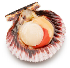 Edible raw opened scallop isolated on white background. Delicacy food. File contains clipping path. © Екатерина Иванова