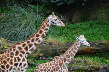 Two giraffes go for a walk in their enclosure