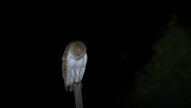 Barn owl standing on a wooden post at night and then fly away