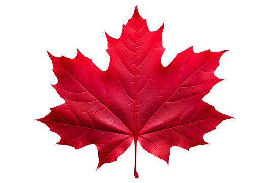 Cut out red maple leaf. Generative AI