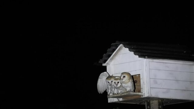 Barn Owls in their nesting box parents Landing between the chicks