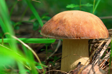 Boletus edulis growing between the blades of grass in the forest.