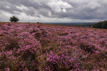 Obraz premium Purple heather on the heath during August Ashdown Forest on the high weald east Sussex south east England UK