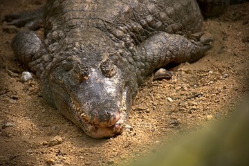 Crocodile sleeping in the zoo