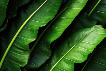 Banana leaves close up. Natural, green, tropical forest leaves background.