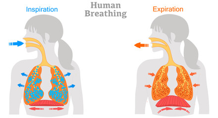Breathe stages. Inhalation exhalation. Mechanism of the respiratory cycle. Fresh air inflating bronchi in lungs Discharge of polluted air from woman body. Move diaphragm. Biology illustration vector - obrazy, fototapety, plakaty