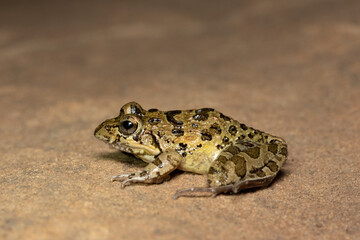 Clicking Stream Frog, Gray’s Stream Frog, Spotted Stream Frog (Strongylopus grayii)	