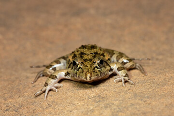 Clicking Stream Frog, Gray’s Stream Frog, Spotted Stream Frog (Strongylopus grayii)	