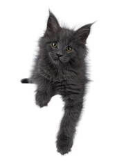 Amazing solid blue Maine Coon cat kitten, laying down facing front on edge withfront paws hanging...