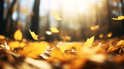 Foto op Plexiglas 紅葉した葉、黄色い落ち葉が風に舞い落ちる風景 © tota