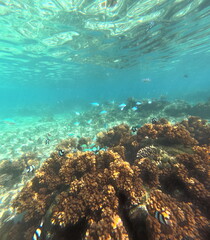 Fototapeta na wymiar Fiji Island fish exotic coral reef