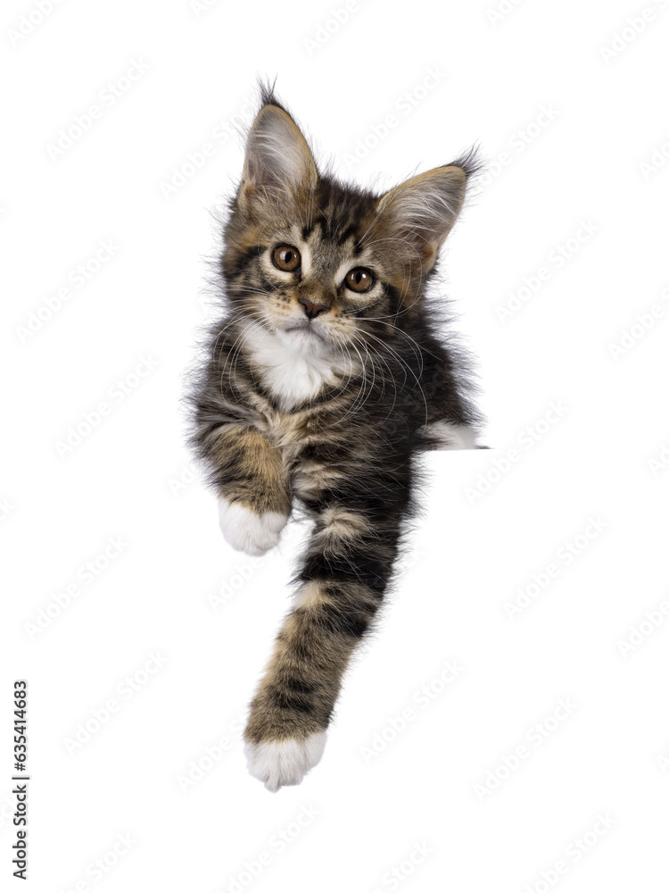 Poster super sweet classic brown tabby with white maine coon cat kitten, laying down facing front with paws