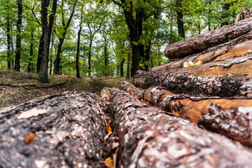 Looking along a wood log into the forest