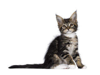 Super sweet classic brown tabby with white Maine Coon cat kitten, sitting up side ways. Looking...