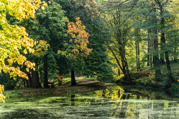Traquil glassy pond in a autumnly wooded park