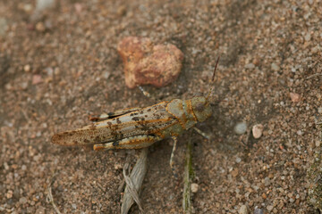Blauflügelige Ödlandschrecke (Oedipoda caerulescens)	