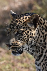 Leopardo - Primo piano