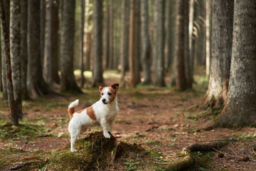 Naklejka na ściany i meble Dog in the forest. Funny Jack Russell Terrier, walking with pet in nature 