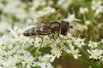 Detailed closeup on a a Yellow-bowed or Yellow-clubbed smoothwing , sitting on a white hogweed