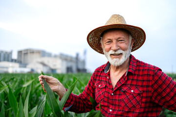 Fototapeta premium Portrait of agricultural worker or farmer wearing hat and standing in corn field.
