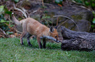 Naklejka na ściany i meble Fox cubs in the garden
