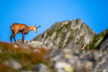 The Tatra Chamois, Rupicapra rupicapra tatrica. A chamois in its natural habitat in the Tatra Mountains.