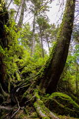 Sächsische Schweiz - Baumstamm Schwedenlöcher