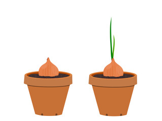 agriculture, allium, allium cepa, background, brown, bulb, bulbs, cepa, closeup, cooking, crop, culinary, diet, farming, food, fresh, freshness, golden, group, half, harvest, health, healthy, ingredie