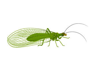 Chrysoperla carnea on a white background.