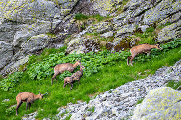 The Tatra Chamois, Rupicapra rupicapra tatrica. A chamois in its natural habitat in the Tatra Mountains.