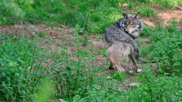 Grey Wolf (Canis lupus wolves)