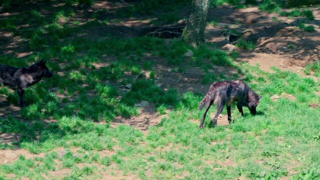 Canadian timber wolf