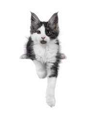 Adorable black smoke with white Maine Coon cat kitten, laying down with paws hanging down from edge. Looking towards camera, showing cute black chin. Isolated on a transparent background