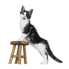 Adorable black smoke with white Maine Coon cat kitten, standing up side ways with paws on a little...