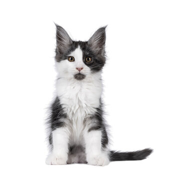 Adorable black smoke with white Maine Coon cat kitten, sitting up facing front. Looking towards camera, showing cute black chin. Isolated on a transparent background
