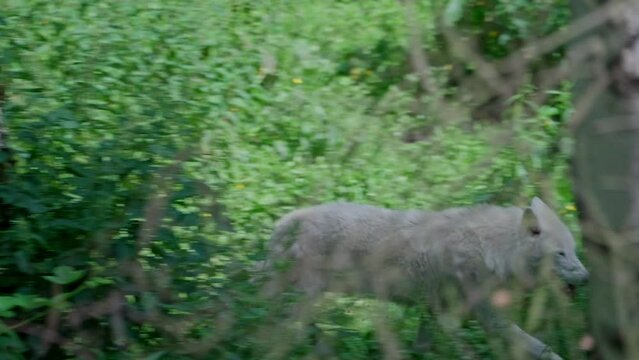 Arctic wolf (Canis lupus arctos)